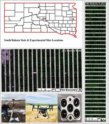 Enhancing the potential of phenomic and genomic prediction in winter wheat breeding using high-throughput phenotyping and deep learning